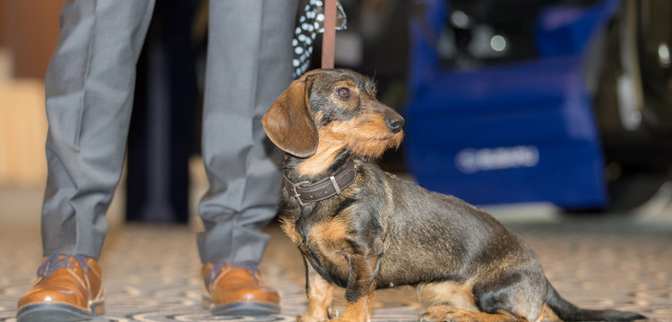 Bärbel Bärbel, Scharfer Wachhund